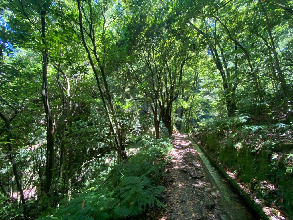 Image of MHK Real Estate walking their French bulldog Mr Winston in the forest of Madeira