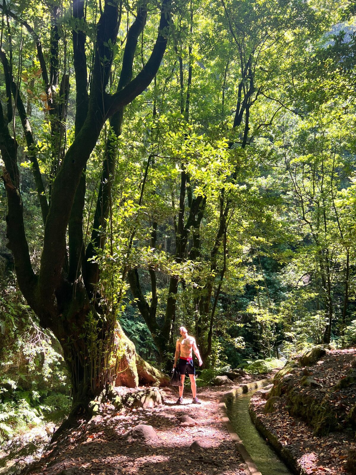 Man stopping the nature walk to enjoy sun shining through trees, Madeira Island